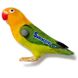 Magnet Parrot lovebird