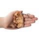 Брелок Персидский рыжий котенок TRFC-11 фото 1