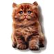 Магнит Британский рыжий котенок MGFC-04 фото 1