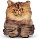 Реалистичная игрушка-подушка Персидский котенок улыбающийся PT3D-08 фото 1