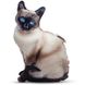 Realistic Siamese cat pillow toy