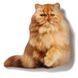 Магнит Персидский рыжий котенок MGFC-11 фото 1